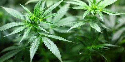 Investimenti tematici: diversificare il portafoglio con l'ETF sulla cannabis