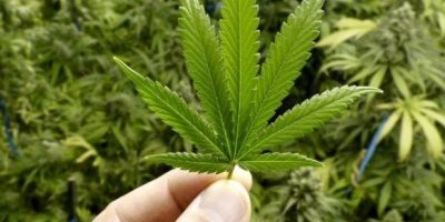 Investimenti cannabis: un mega trend in rapida crescita