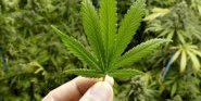 Investimenti cannabis: un mega trend in rapida crescita