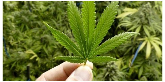 Investimenti cannabis: un mega trend in rapida crescita